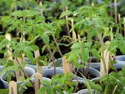 Pueblo Farmers Market Plant Sale – EastSide Pop Up: Saturday ~ May 16, 2026 ~ 7:30am–5pm