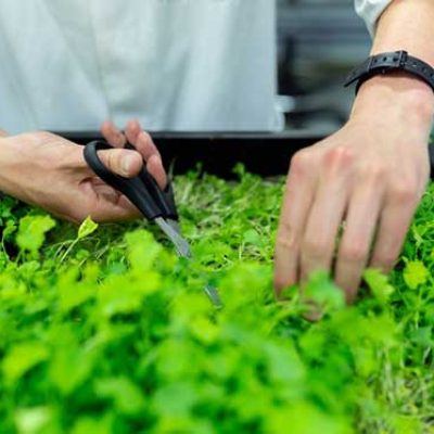 horticulrurist cutting plant