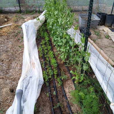 how-to-grow-peas-01