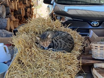Life on the (Quarter Acre) Farm