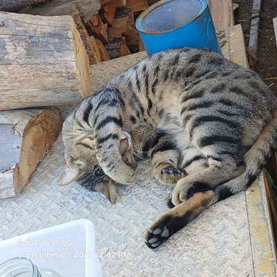 life-on-the-farm-in-pueblo-03