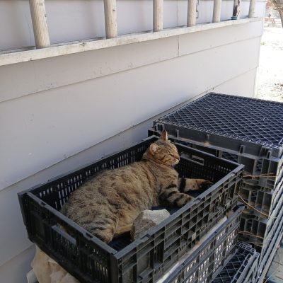 life-on-the-farm-in-pueblo-04