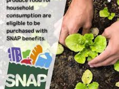 Seeds & plants approved purchases under SNAP EBT