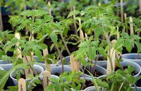 Pueblo Farmers Market Plant Sale – EastSide Pop Up: Saturday ~ May 16, 2026 ~ 7:30am–5pm