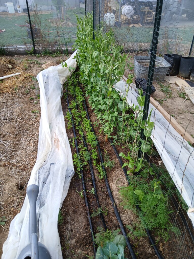 how-to-grow-peas-01