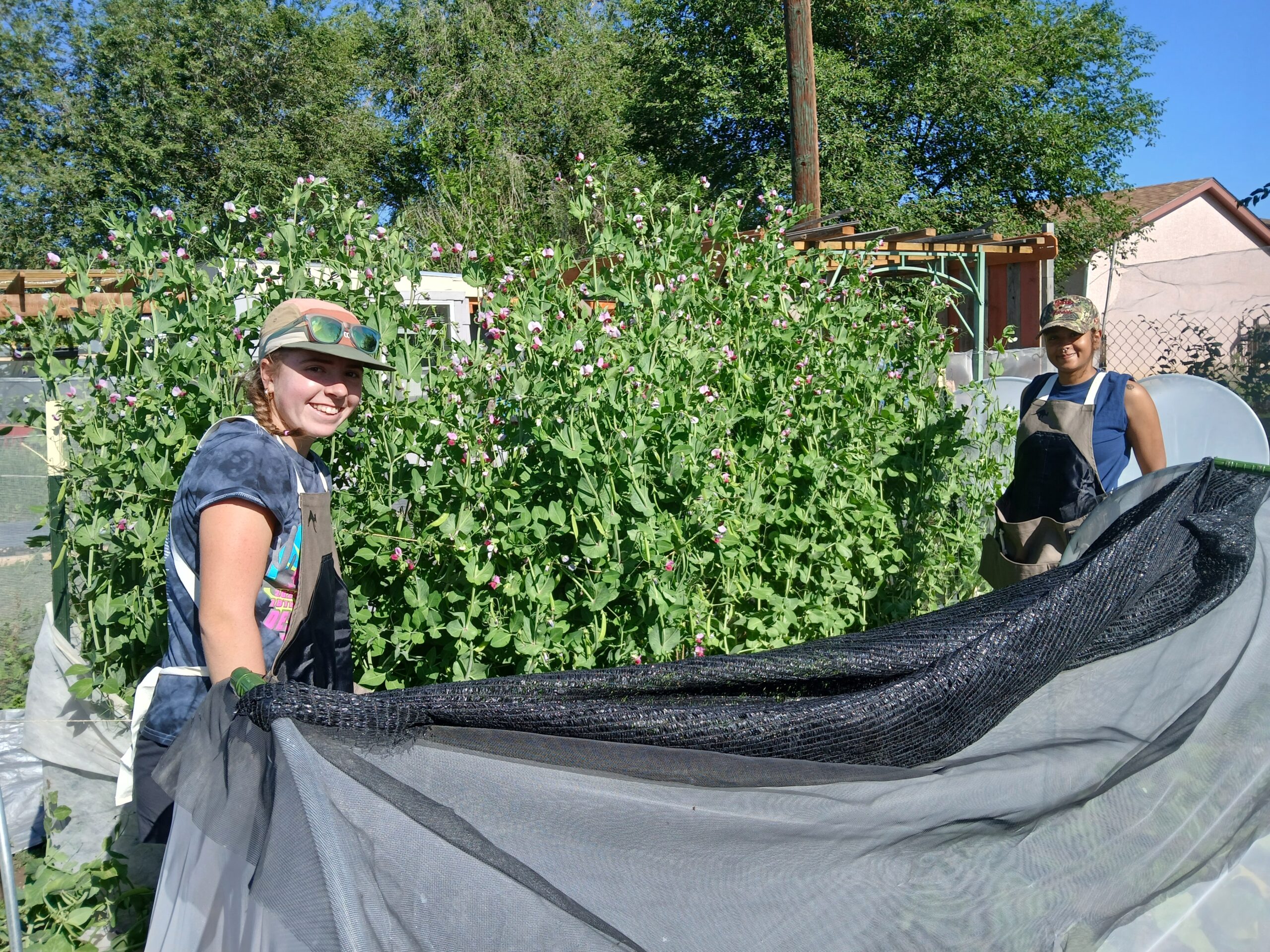 Mia and Geonna, planting peas in Pueblo