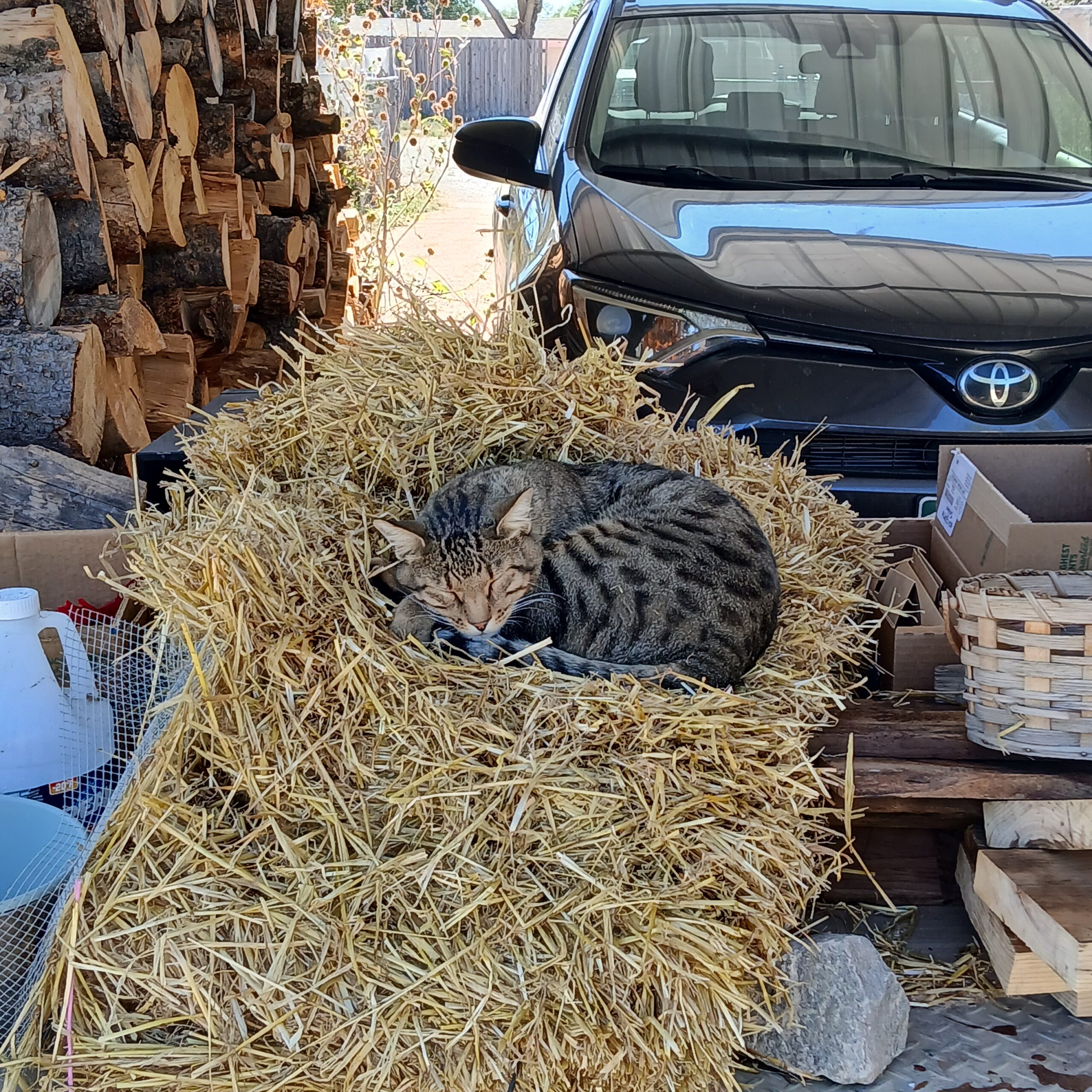 Life on the (Quarter Acre) Farm
