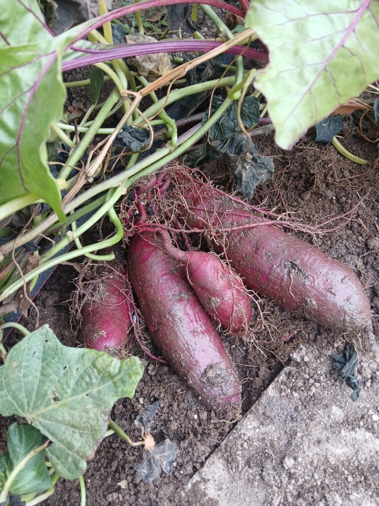 Sweet Potato Harvest in Pueblo