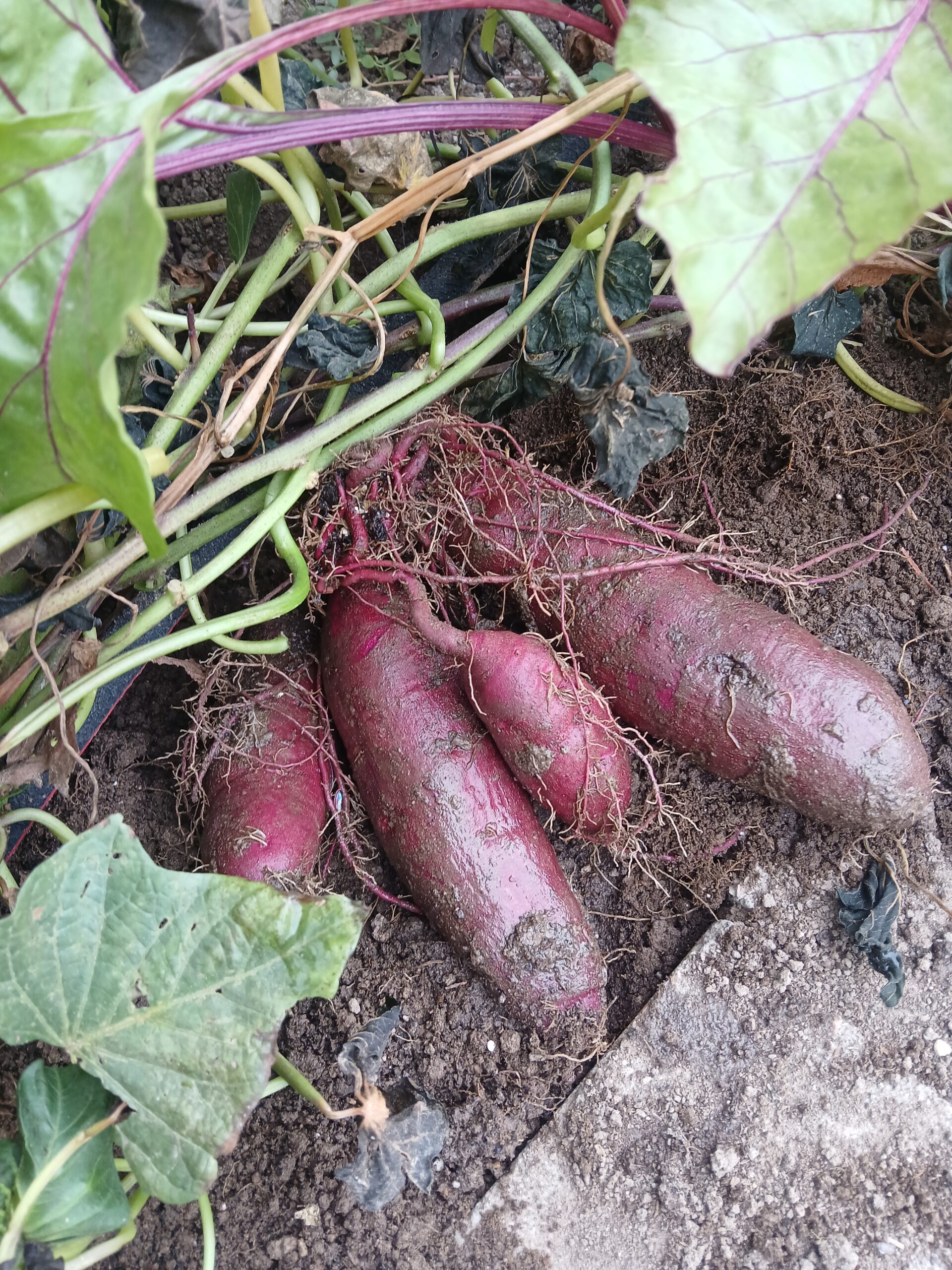 Sweet Potato Harvest is Almost Here–in Pueblo, CO!