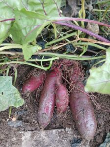 Sweet Potato Harvest in Pueblo