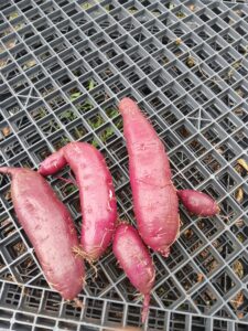 Sweet Potato Harvest in Pueblo