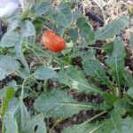 Pueblo Homegrown Tomatoes at Quarter Acre and a Mule